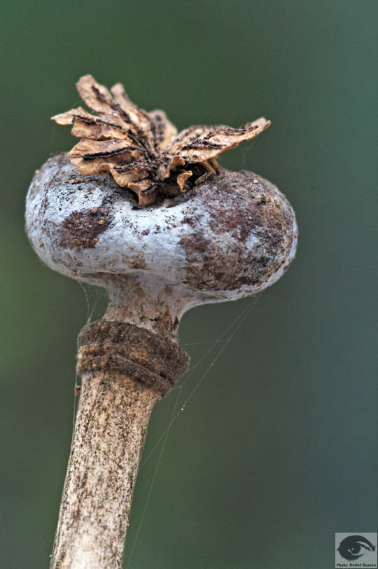  MG 3987 welke Blumen